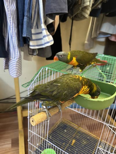 Olive swinson rainbow lorikeet | LORRIES | lorikeet birds | parrots