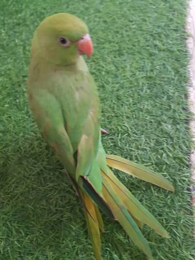 Hand tamed Ringneck parrot