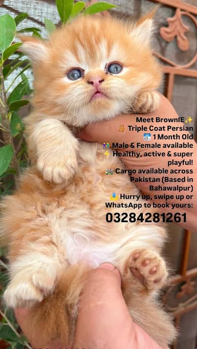 beautiful/Persian/cute/ kittens/