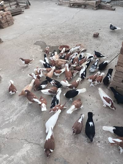 ye sub kabotar for sell hain