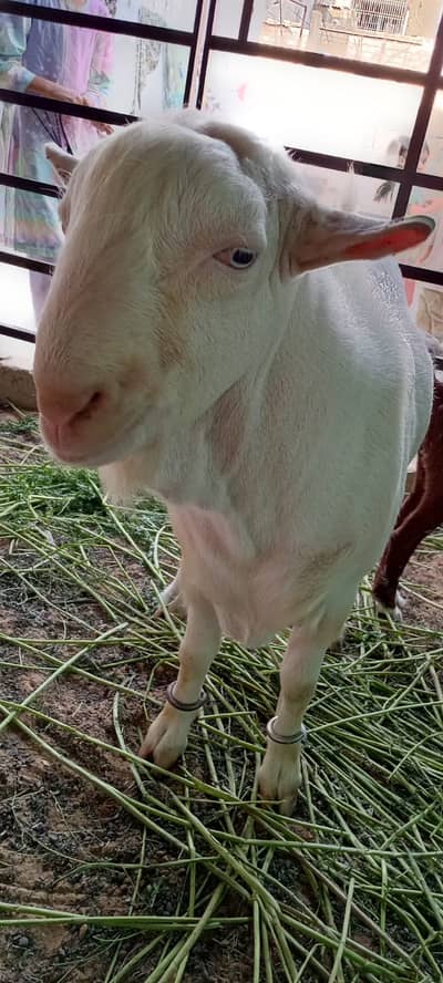 teddy breeder bakra | 4 dant |   breeder  Male for sale |
