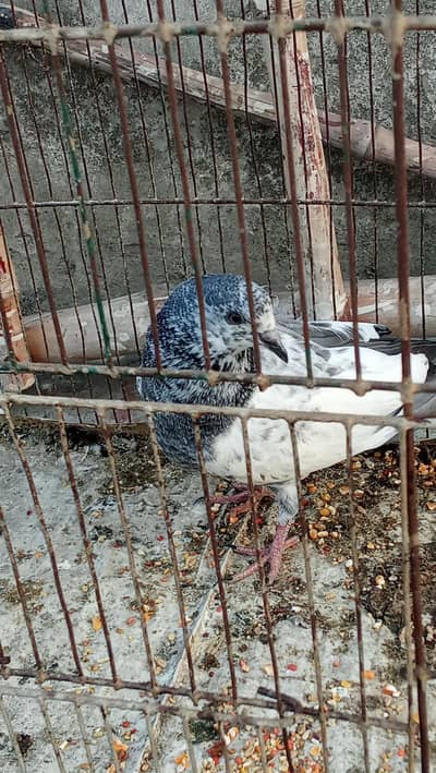 kid pigeons