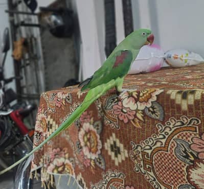 Kashmir raw parrot Female breeder