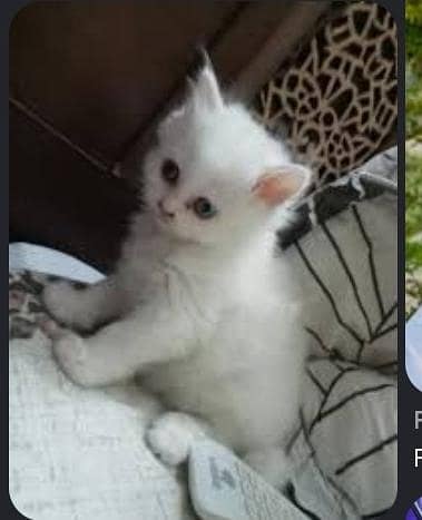 two sibling kittens pure white double coat