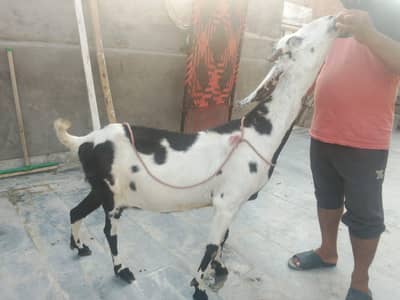 gait urgent for sale what's number 03057740975