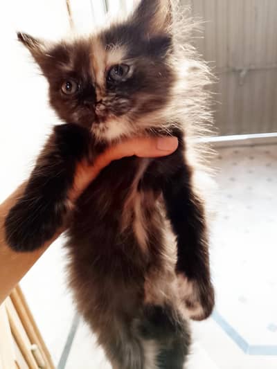 kitten for sale