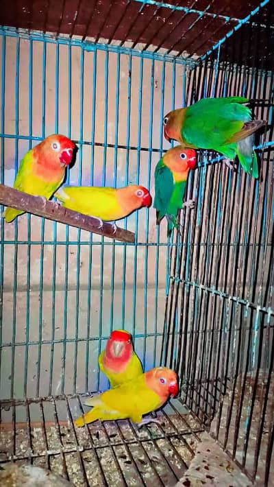 all birds health and active nail tail fly everything ok