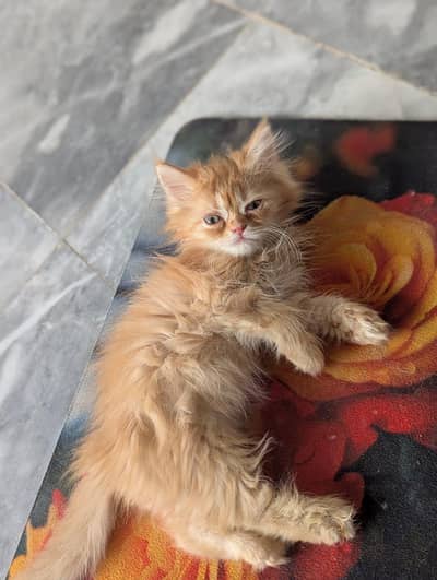 semi punch triple cote fluffy purcian cat urgent sale  Ph 03316665947
