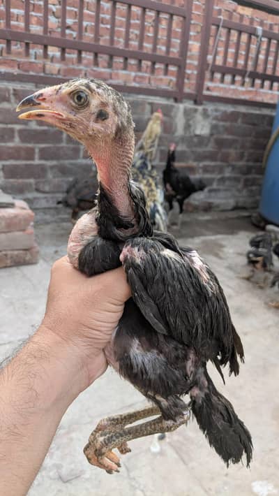 Top Quality Thai Cross Mushkey For Sale