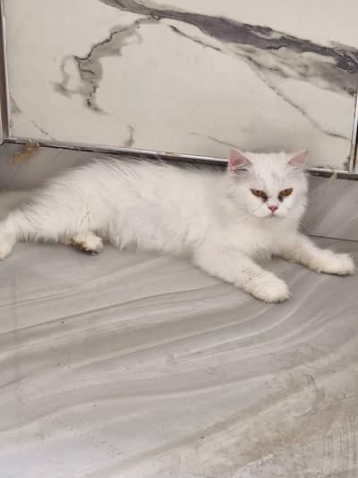 cat for sale