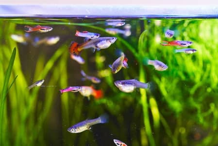 Guppy