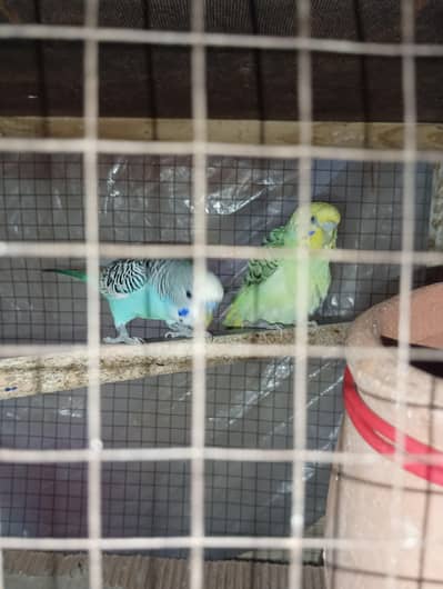 budgies