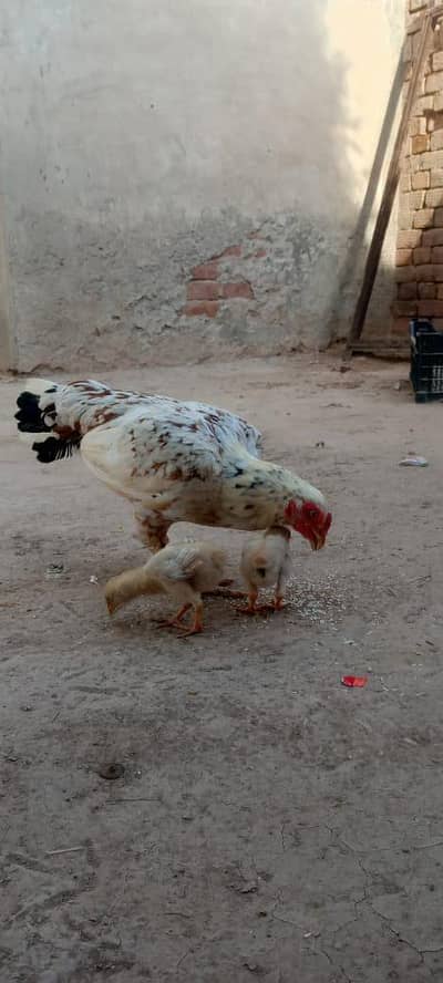 1 cheeni murgi with 2 chicks 1 black murgi or 4 pathy half kg