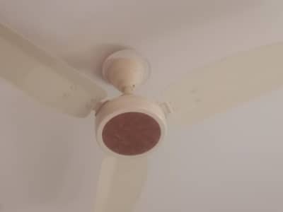 Royal fan   . . SADA. . .