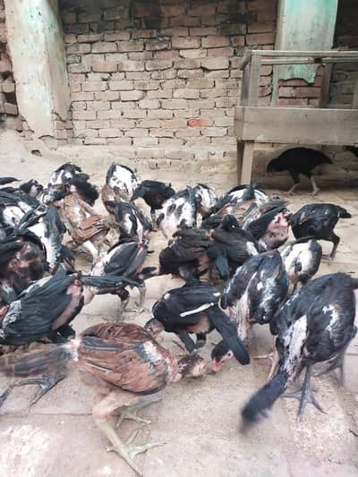 Thai Neck Locker Trott Aseel |Aseel chicks | Aseel thai chicks