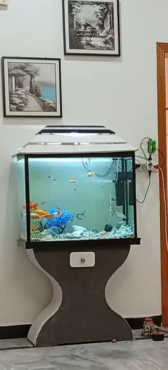 Big clean aquarium