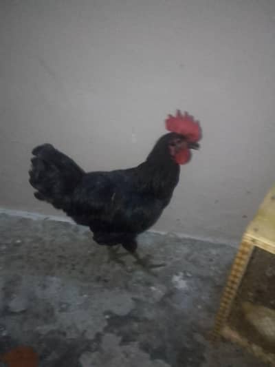 black desi murga