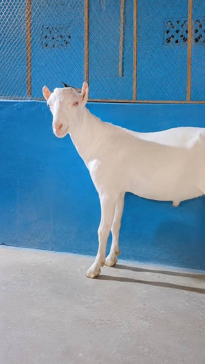 Tedy bakra