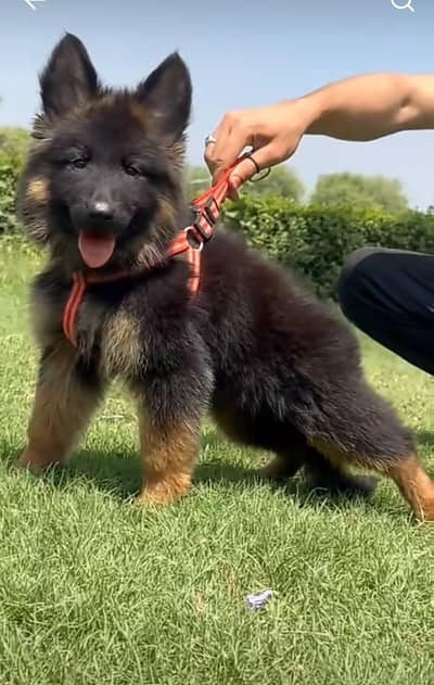 Long coat German puppy Shepherd . 03476578922 WhatsApp