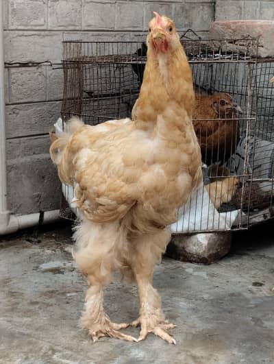 Golden Buff & Brahama Hens pair