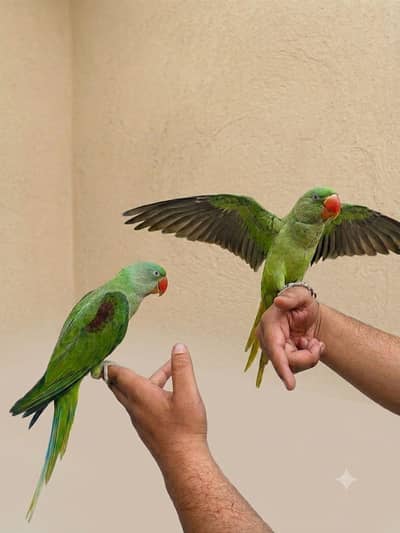 green tamme self pair