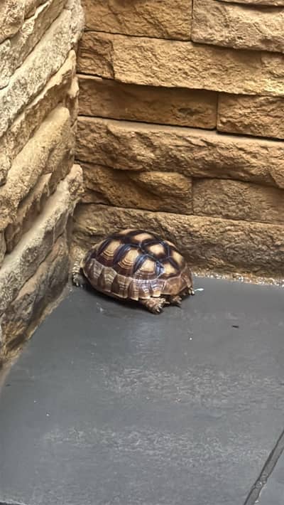 Salcatta Tortoise
