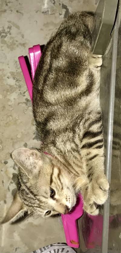 Cute kitten