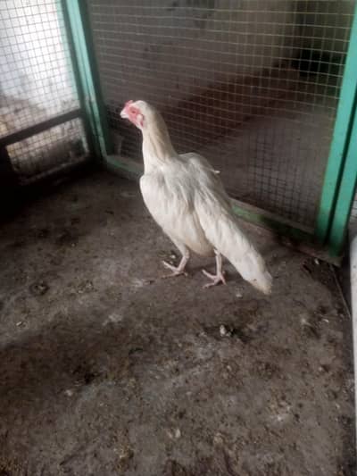 dasi hens