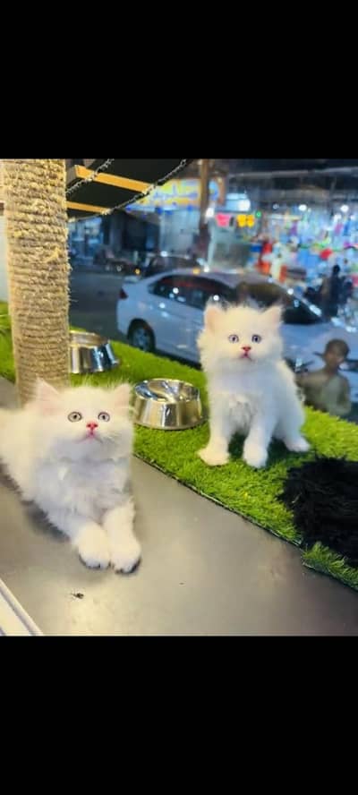persian cat for sale MywatsapppNumber 0320-19-06-573