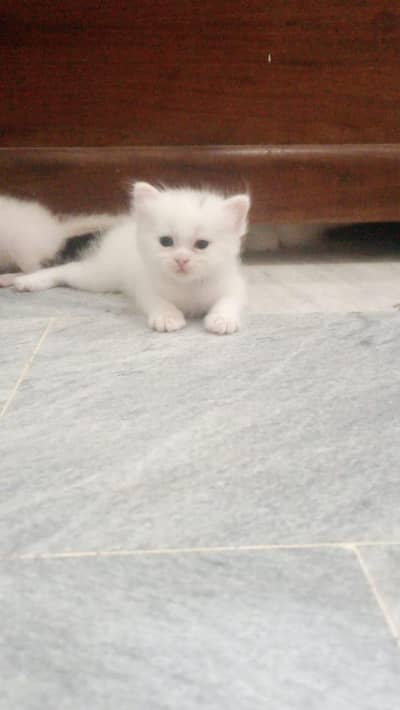 3 beautifu A+ kittens