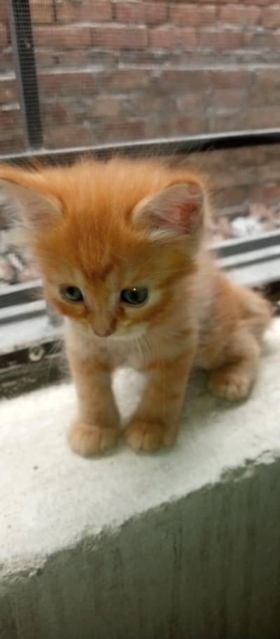 Persian cat