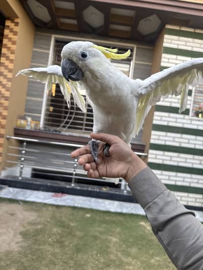 Cokatoo