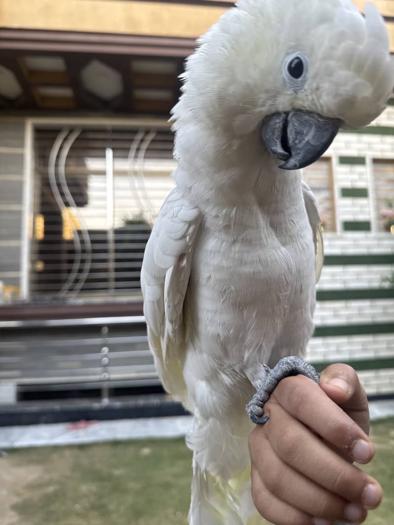 Cokatoo 1