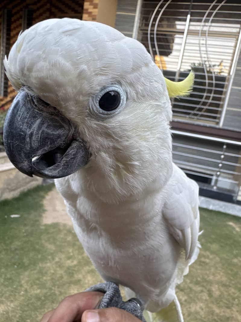 Cokatoo 2