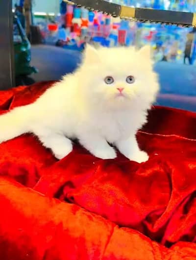 persian cat for sale MywatsapppNumber 0320-19-06-573