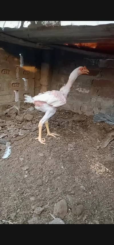 top quality heera aseel patha