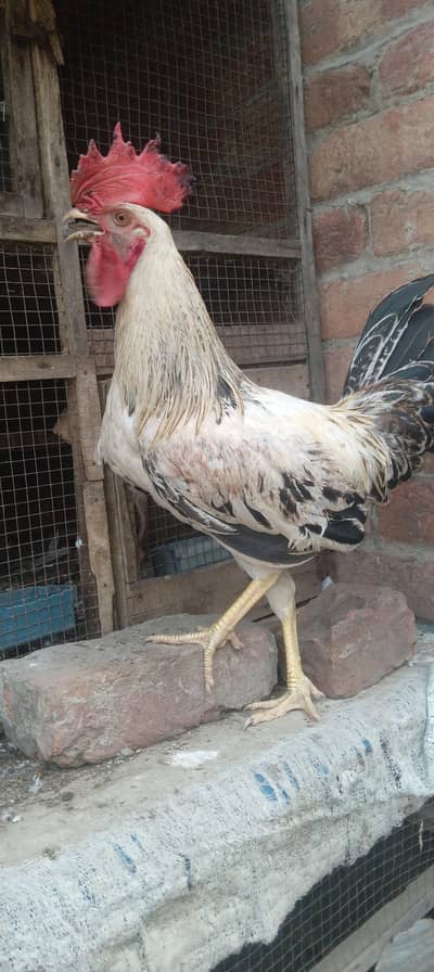 desi murgiyan for sale