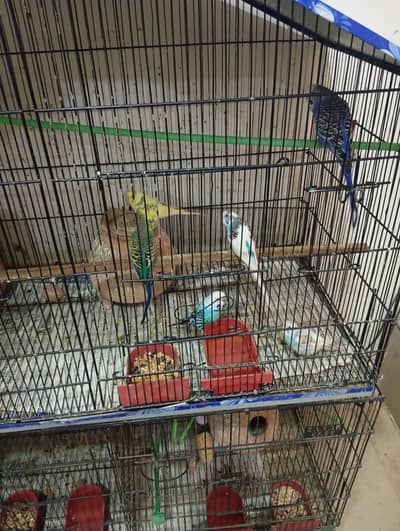 budgie parrots breeder pairs.