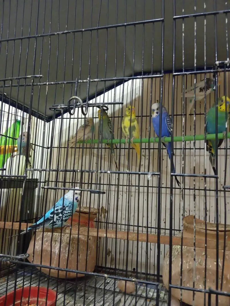 budgie parrots breeder pairs. — photo 2