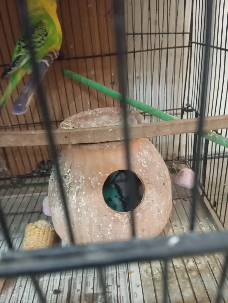 budgie parrots breeder pairs. — photo 3