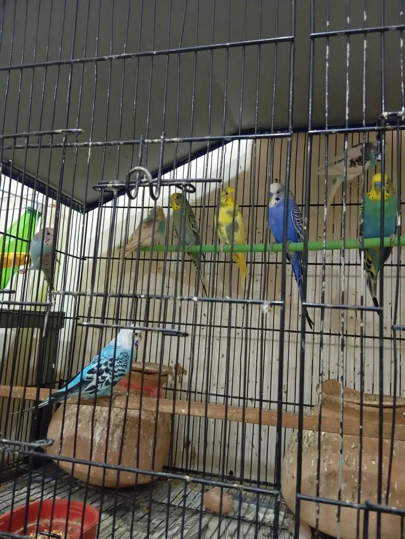 budgie parrots breeder pairs. — photo 4