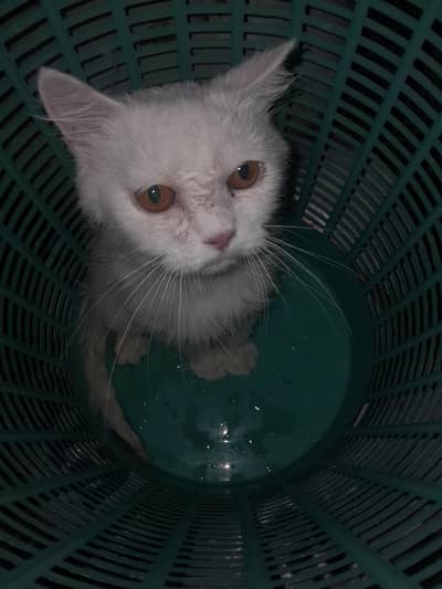 persian cat white colour
