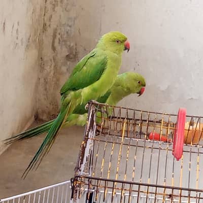 2 parrot 
