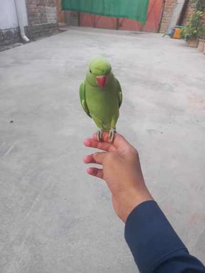 green nick  parot 1•5year age