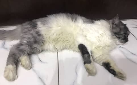 For sale Meeting cat 