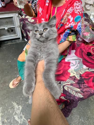 Persian cat blue grey