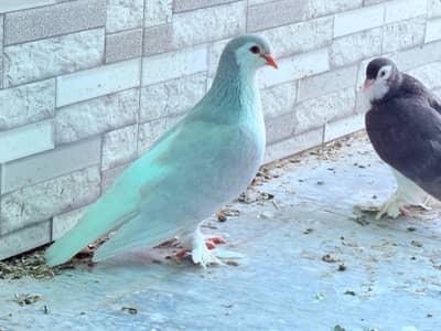Sherazi Pigeons