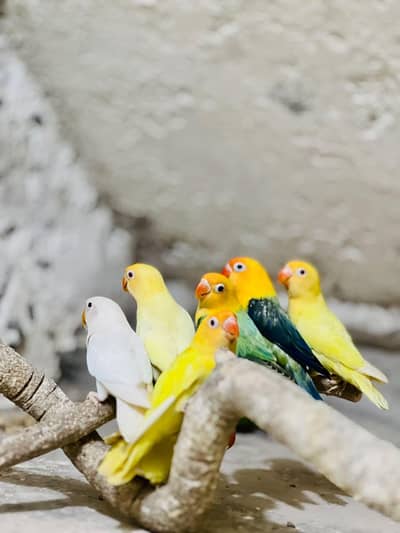 Sapphire, Lutino Opline, Opline/ino, Creamino Opline working birds.