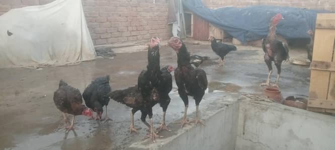 Pure Aseel Setup For Sale (9 Murgiyan + 2 Murgy) - 10 Months+
