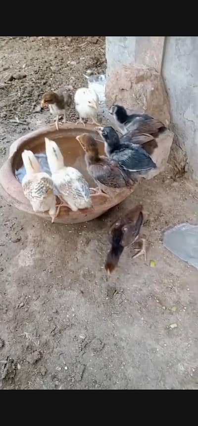 top quality aseel chicks